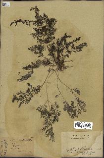 spécimen de Artemisia annua