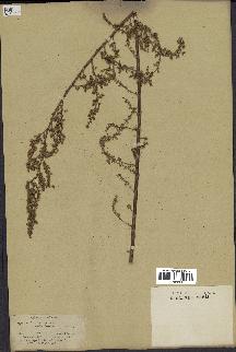 spécimen de Artemisia annua