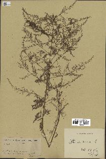 spécimen de Artemisia annua