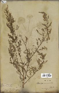 spécimen de Artemisia annua