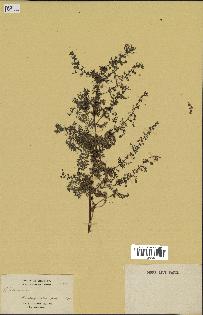 spécimen de Artemisia annua