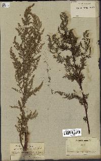 spécimen de Artemisia annua