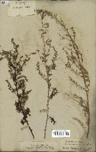 spécimen de Artemisia annua