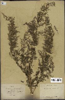 spécimen de Artemisia annua