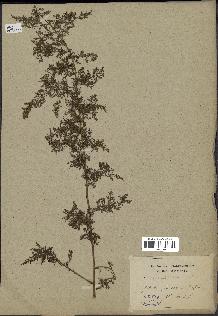 spécimen de Artemisia annua