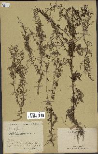 spécimen de Artemisia annua