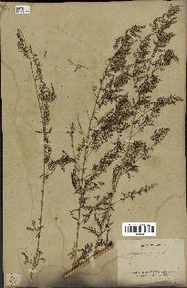 spécimen de Artemisia annua