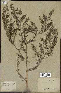 spécimen de Artemisia annua