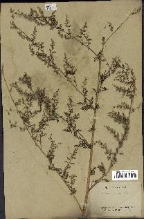 spécimen de Artemisia annua