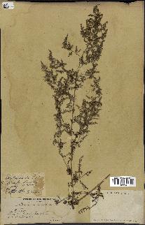 spécimen de Artemisia annua