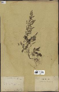 spécimen de Artemisia annua