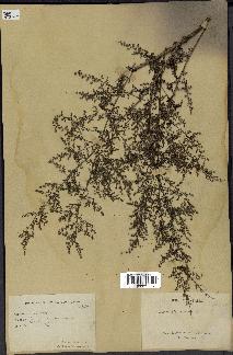 spécimen de Artemisia annua