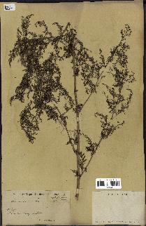 spécimen de Artemisia annua