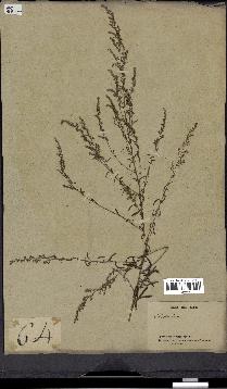 spécimen de Artemisia annua