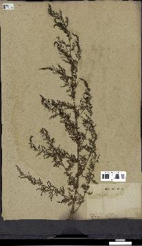 spécimen de Artemisia annua