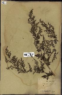 spécimen de Artemisia annua