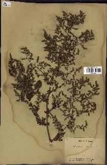 spécimen de Artemisia annua