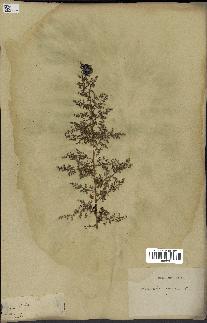 spécimen de Artemisia annua