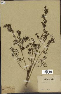 spécimen de Artemisia annua