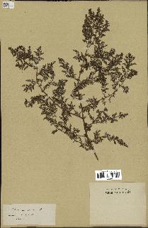 spécimen de Artemisia annua