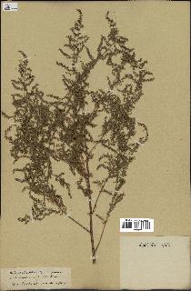 spécimen de Artemisia annua