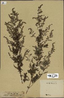 spécimen de Artemisia annua