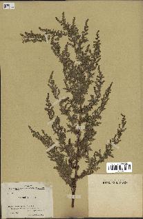 spécimen de Artemisia annua