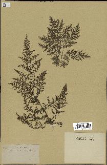 spécimen de Artemisia annua