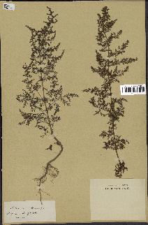 spécimen de Artemisia annua