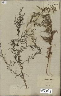 spécimen de Artemisia annua