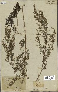 spécimen de Artemisia annua