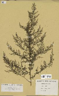 spécimen de Artemisia annua