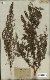 spécimen de Artemisia annua