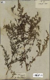 spécimen de Artemisia annua