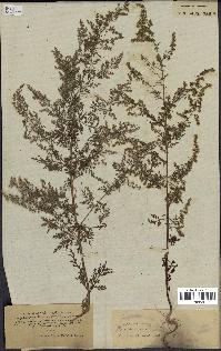 spécimen de Artemisia annua