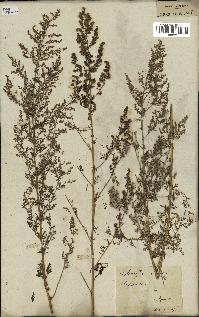 spécimen de Artemisia annua