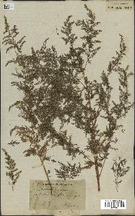 spécimen de Artemisia annua