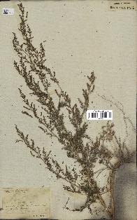 spécimen de Artemisia annua