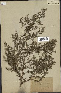 spécimen de Artemisia annua