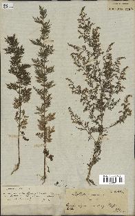 spécimen de Artemisia annua