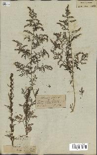 spécimen de Artemisia annua