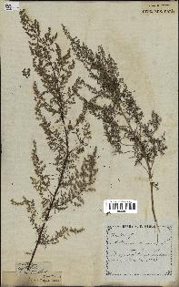 spécimen de Artemisia annua