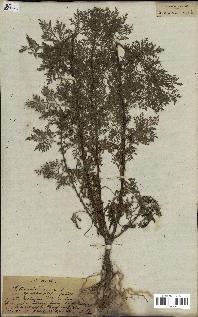 spécimen de Artemisia annua