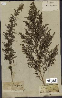 spécimen de Artemisia annua