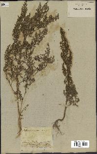 spécimen de Artemisia annua