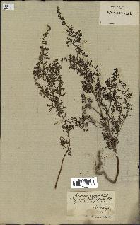 spécimen de Artemisia annua