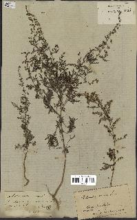 spécimen de Artemisia annua