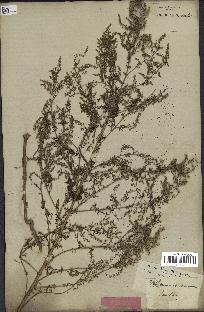 spécimen de Artemisia annua