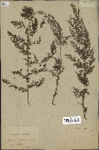 spécimen de Artemisia annua