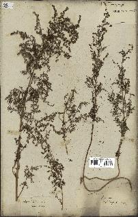 spécimen de Artemisia annua